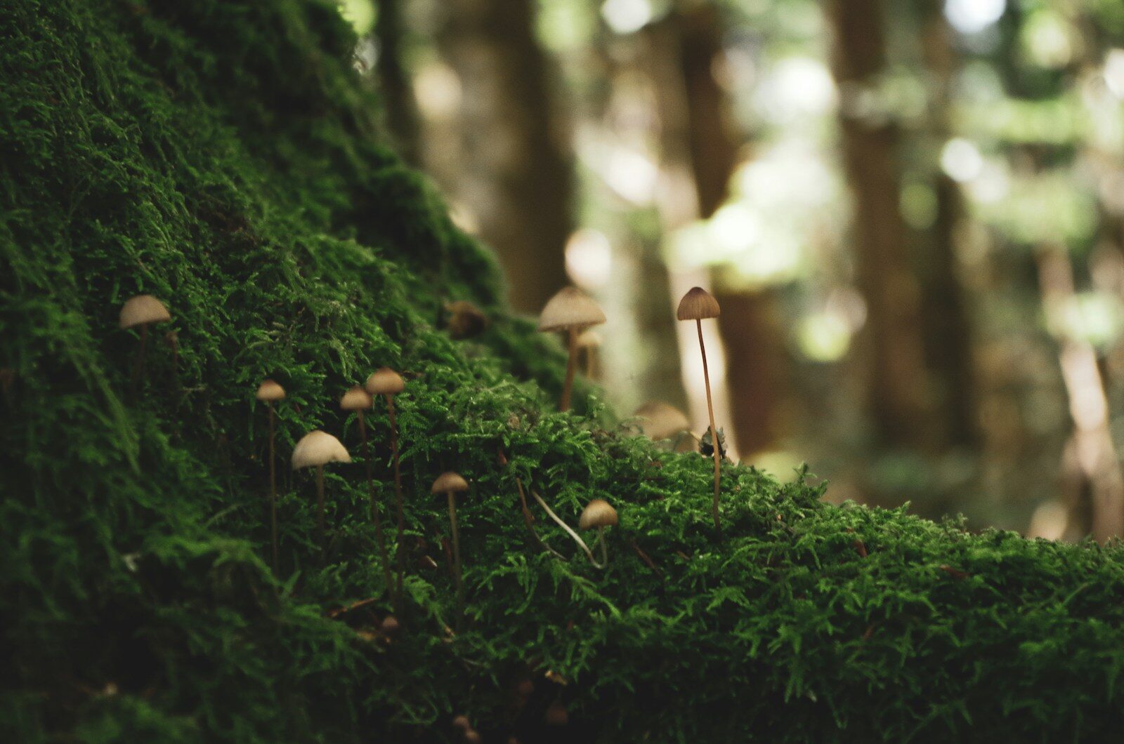 brown mushrooms on green moss